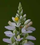 Chapman's milkwort